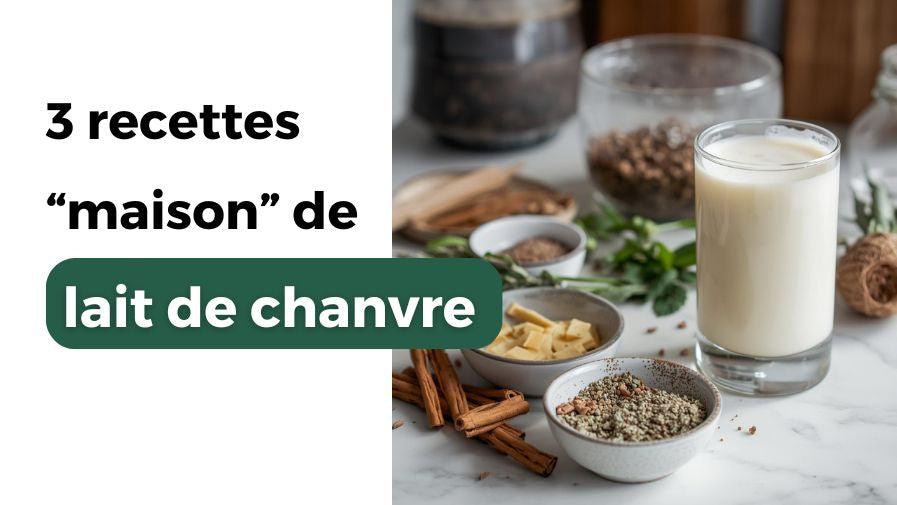 3 Recettes de lait de chanvre fait maison