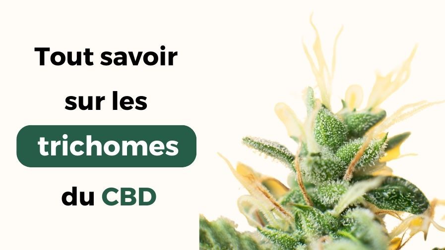 Tout savoir sur le pouvoir des trichomes du CBD