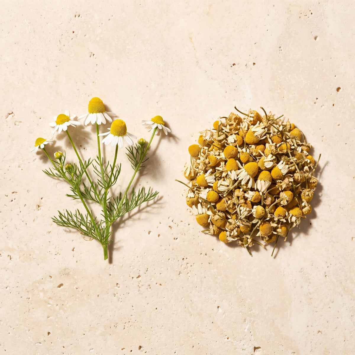 Camomille bio