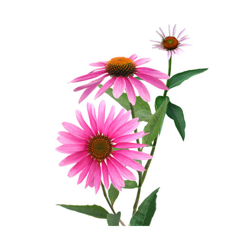 Échinacée pourpre