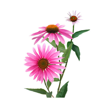 Échinacée pourpre