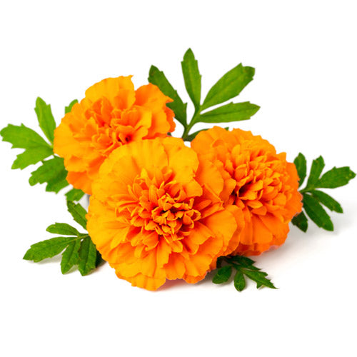Fleur de souci
