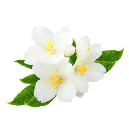 Jasmin