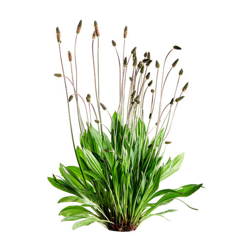Plantain lancéolé
