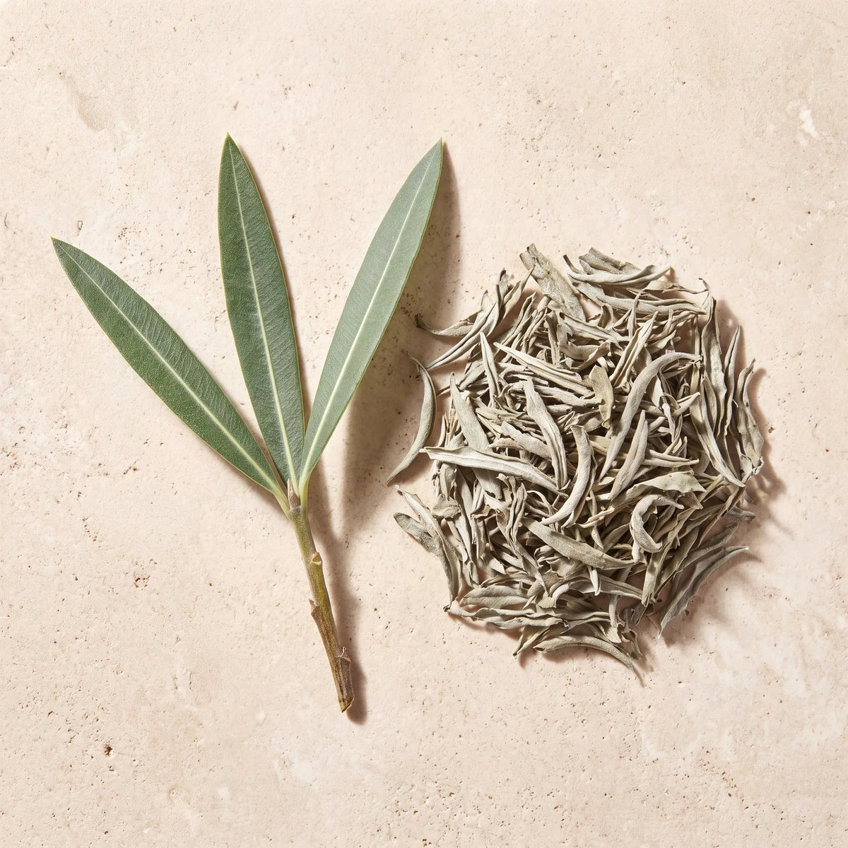 Verveine